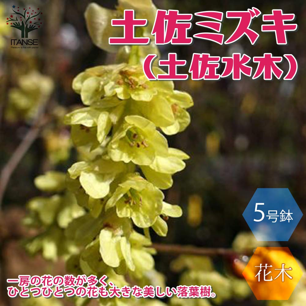 小さなミミズク 小さなミミズク ノアの箱舟シリーズ シュコー オリジナルボックスつき